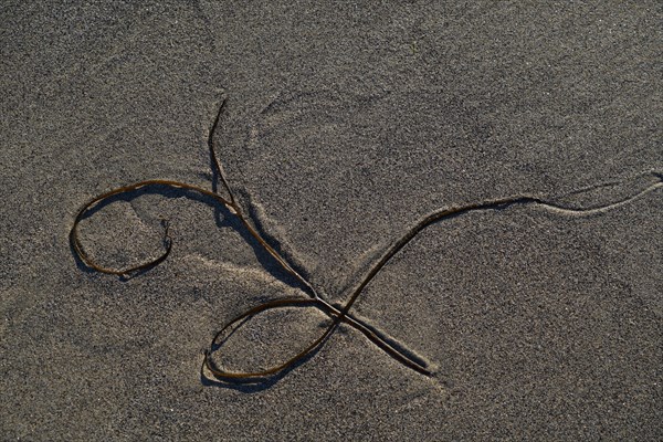 Seaweed on the sand