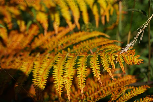 Fern and vegetation, Pointe de Kermorvan, North tip of Finistère