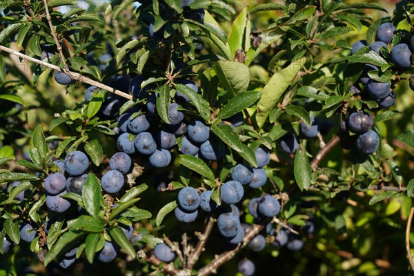 plum tree