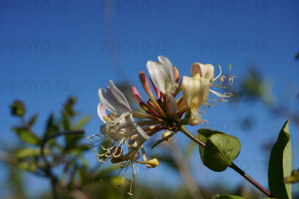 Honeysuckle flower