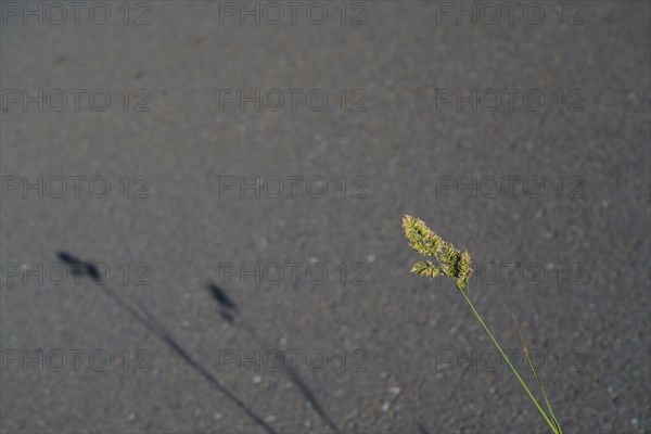 Ombre d'herbe sur la route