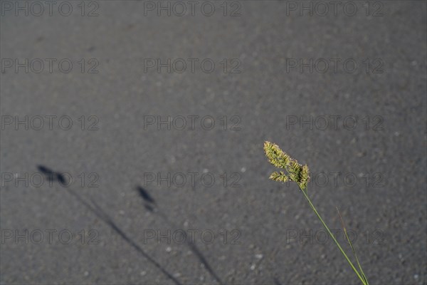 Shadows of the grass on the road