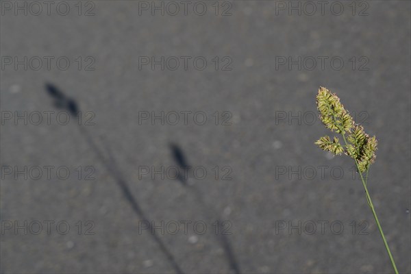 Shadows of the grass on the road