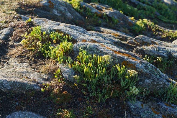 Pointe de Kermorvan, North tip of Finistère