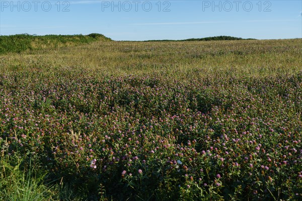 Moor and heather, Pointe de Kermorvan, North tip of Finistère