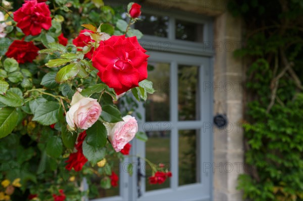 Roses and house door