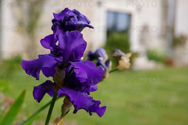 Purple iris