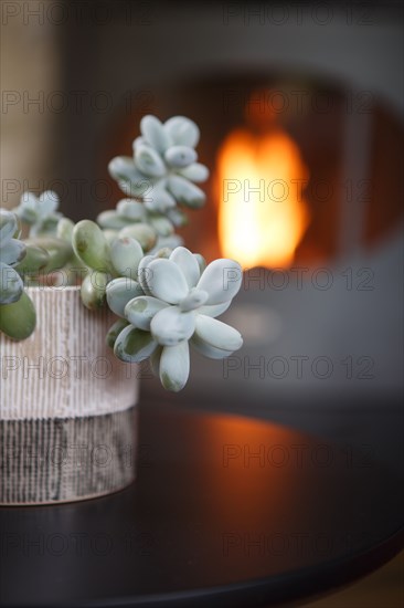 Succulente dans un pot