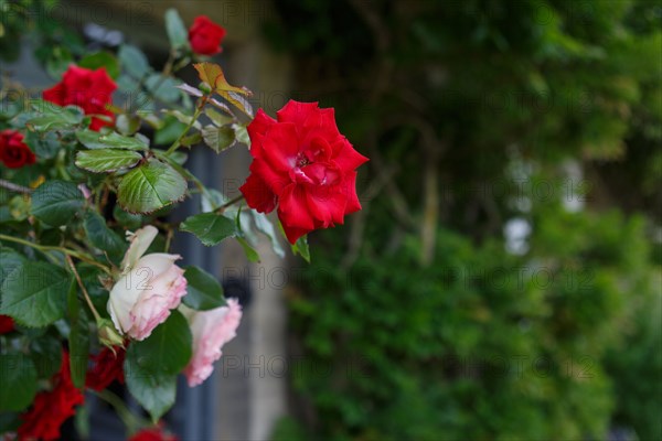 Climbing roses