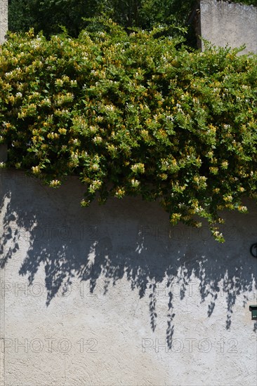 Chèvrefeuille sur un mur