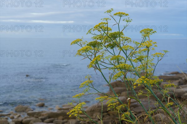 Pointe de Trévignon, South tip of Finistère