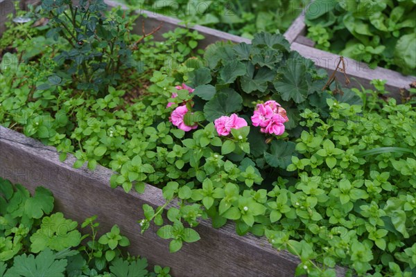 Paris, planter