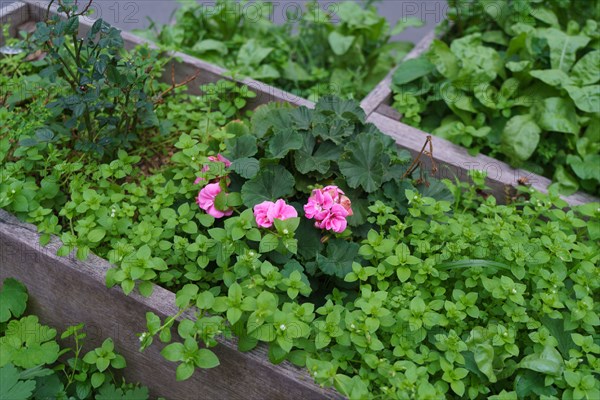 Paris, planter