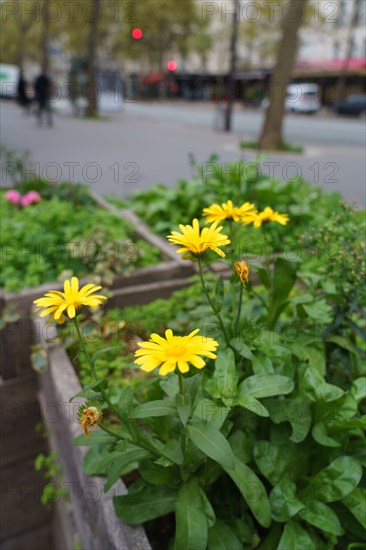 Paris, planter