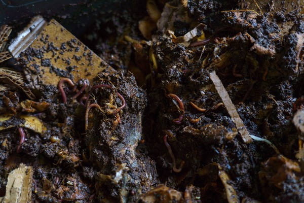 Food waste in vermicomposting bins