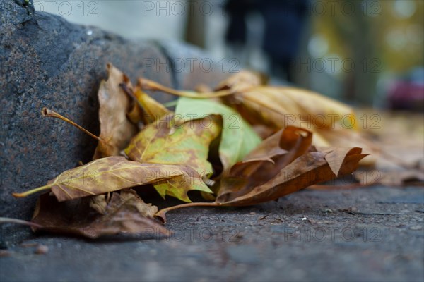 Paris, autumn leaves and gutter