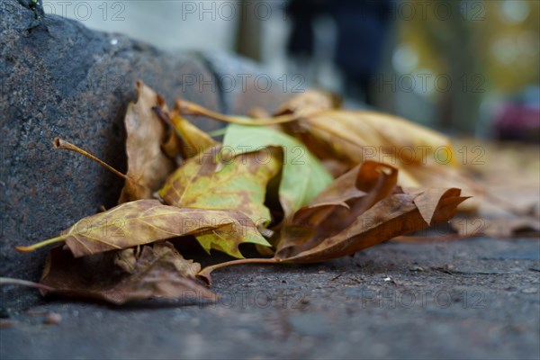 Paris, feuilles d'automne et caniveau