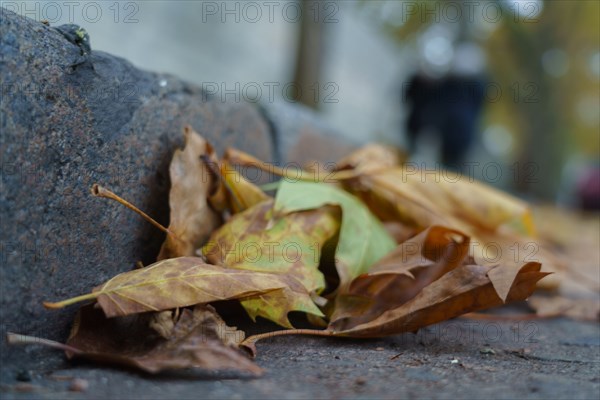 Paris, feuilles d'automne et caniveau