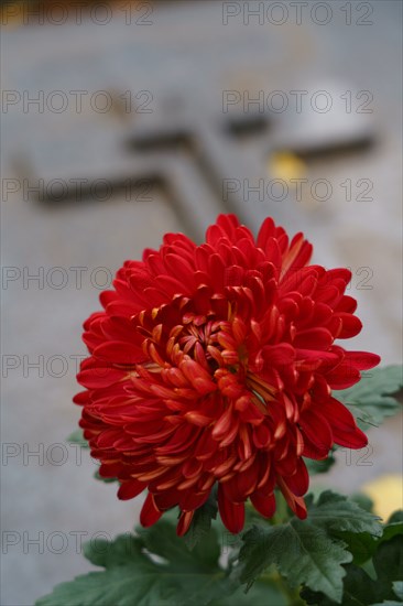 Paris, Montparnasse Cemetery at All Saints' Day