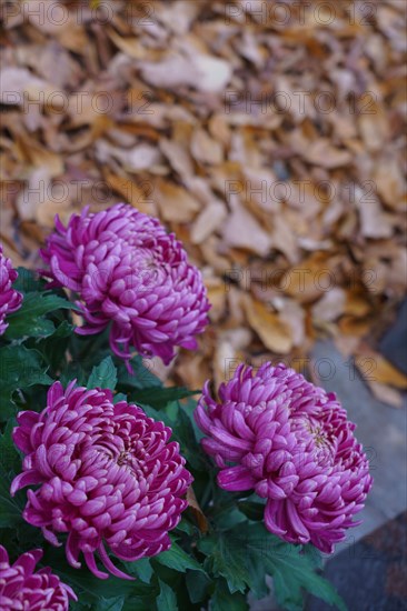 Paris, Montparnasse Cemetery at All Saints' Day