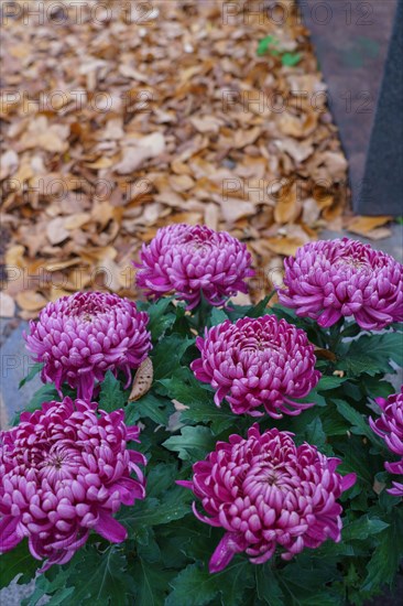 Paris, Montparnasse Cemetery at All Saints' Day