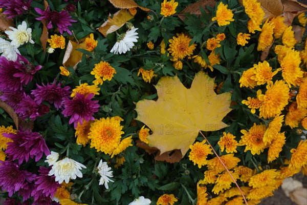 Paris, Montparnasse Cemetery at All Saints' Day