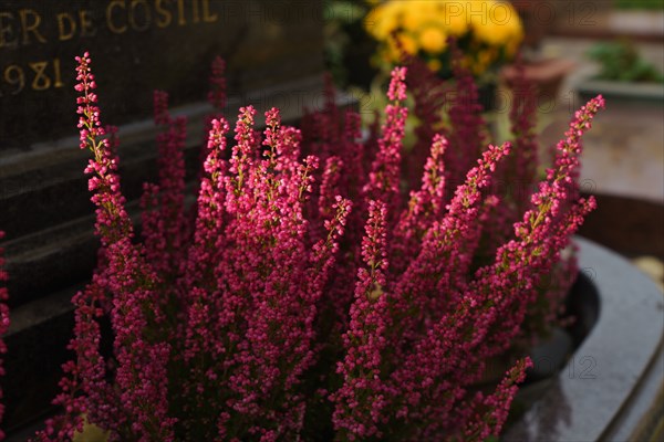 Paris, Montparnasse Cemetery at All Saints' Day