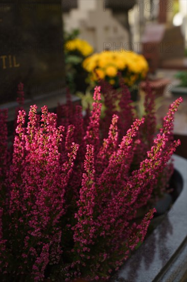 Paris, cimetière du Montparnasse à la Toussaint