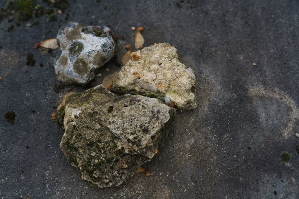 Paris, Montparnasse Cemetery at All Saints' Day