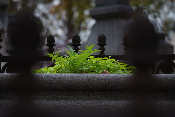 Paris, cimetière du Montparnasse à la Toussaint