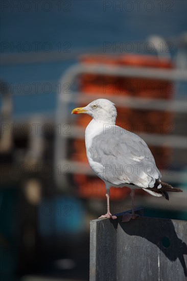 Dieppe (Seine-Maritime)