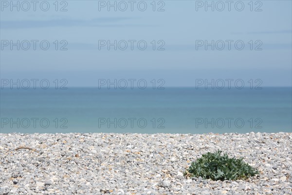 Quiberville-sur-Mer (Seine-Maritime)