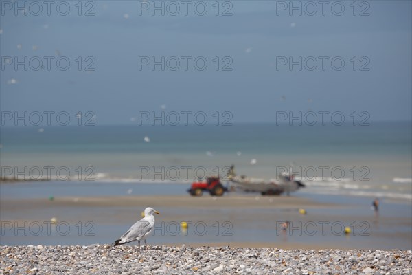 Quiberville-sur-Mer (Seine-Maritime)