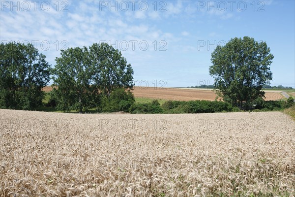 Longueil (Seine-Maritime)