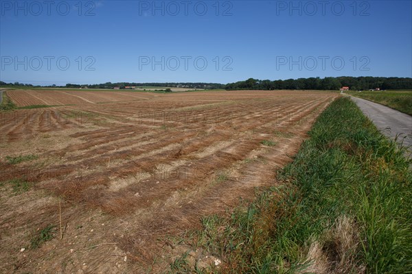 Longueil (Seine-Maritime)