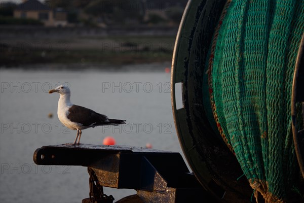 Barfleur (Manche department)