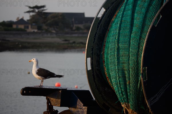 Barfleur (Manche department)