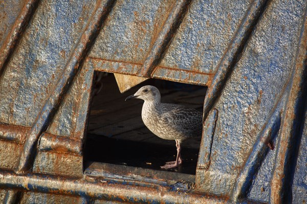 Barfleur (Manche department)