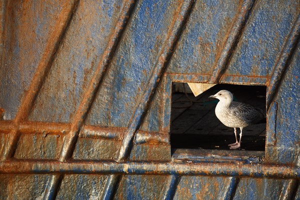 Barfleur (Manche)