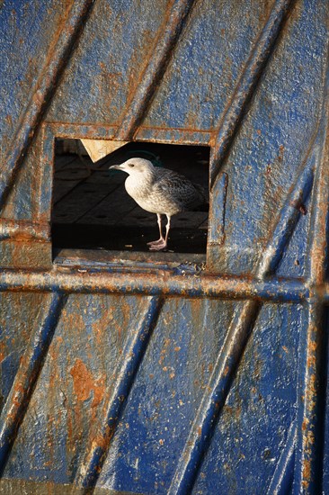 Barfleur (Manche)