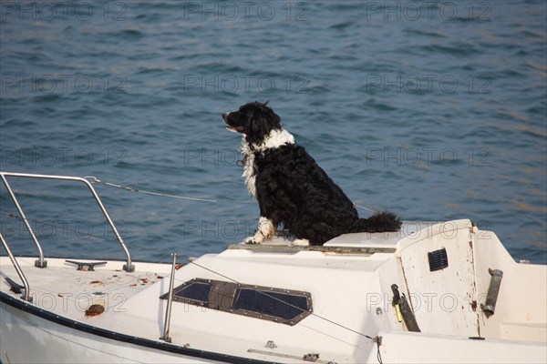 Barfleur (Manche department)