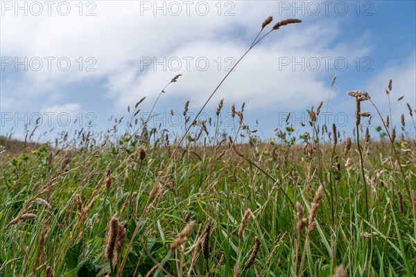 Cap Blanc-Nez (Pas-de-Calais)