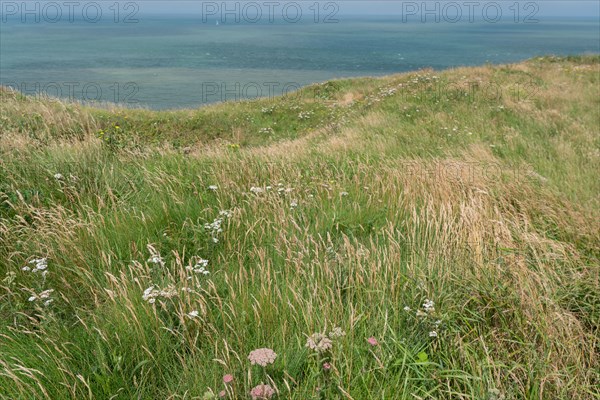 Cap Blanc-Nez (Pas-de-Calais)