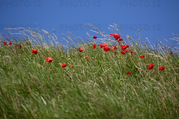 Cap Blanc-Nez (Pas-de-Calais)