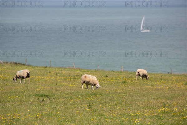 Cap Blanc-Nez (Pas-de-Calais)