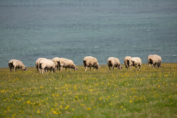 Cap Blanc-Nez (Pas-de-Calais)