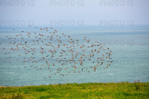 Cap Blanc-Nez (Pas-de-Calais)