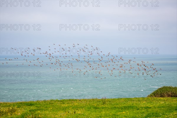 Cap Blanc-Nez (Pas-de-Calais)