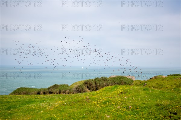 Cap Blanc-Nez (Pas-de-Calais)