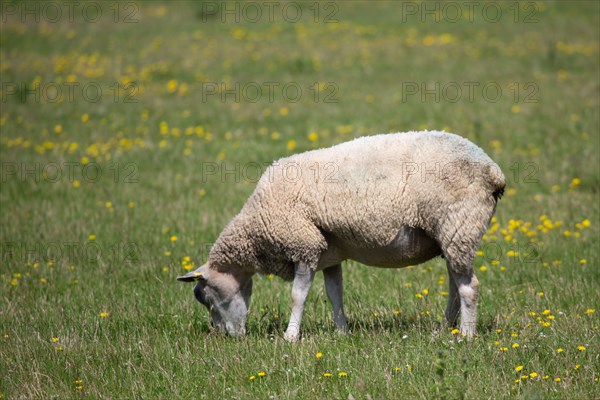 Cap Blanc-Nez (Pas-de-Calais)